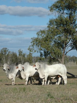 Grey Brahman bulls